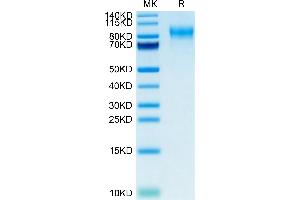 Mouse PODXL2 on Tris-Bis PAGE under reduced condition.