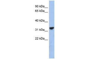 WB Suggested Anti-CYC1 Antibody Titration: 0. (Cytochrome C1 anticorps  (Middle Region))
