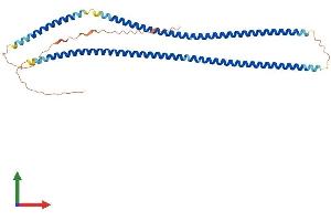 AlphaFold protein structure predicition of Mouse Recombinant Krt34 Protein, UniprotID Q9D646