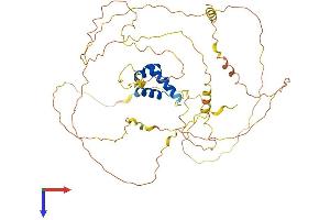 AlphaFold protein structure predicition of Human Recombinant IRX3 Protein, UniprotID P78415