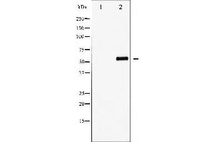 Western blot analysis of FOXO4 phosphorylation expression in EGF treated HuvEc whole cell lysates,The lane on the left is treated with the antigen-specific peptide. (FOXO4 anticorps  (pThr451))