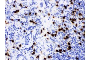 Anti- Lipocalin 2 Picoband antibody,IHC(P) IHC(P): Mouse Spleen Tissue
