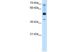 WB Suggested Anti-TFAP2B Antibody Titration:  0.
