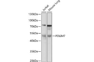 Western blot analysis of extracts of various cell lines, using PDLIM7 antibody (ABIN7269197) at 1:1000 dilution. (PDLIM7 anticorps  (AA 90-190))