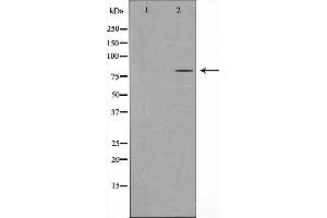 Western blot analysis of extracts from HepG2 cells, using HMMR antibody. (HMMR anticorps  (Internal Region))