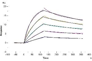 Mouse IL-23R, His Tag immobilized on CM5 Chip can bind Mouse IL-23 alpha&IL-12 beta, His Tag with an affinity constant of 6.