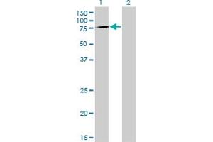 Western Blot analysis of TBX2 expression in transfected 293T cell line by TBX2 monoclonal antibody (M01), clone 7G5.