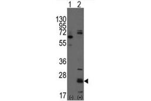 Image no. 1 for anti-CD9 (CD9) (N-Term) antibody (ABIN357002) (CD9 anticorps  (N-Term))