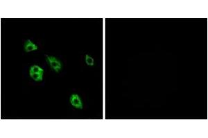 Immunofluorescence (IF) image for anti-G Protein-Coupled Receptor 27 (GPR27) (AA 181-230) antibody (ABIN2890871) (GPR27 anticorps  (AA 181-230))