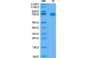 FITC-Compatible Human CD19 on Tris-Bis PAGE under reduced condition.