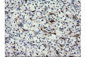 Image no. 1 for anti-Fetal and Adult Testis Expressed 1 (FATE1) antibody (ABIN1498223) (FATE1 anticorps)