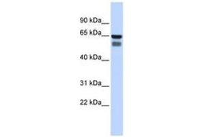 Image no. 1 for anti-UDP-N-Acetyl-alpha-D-Galactosamine:polypeptide N-Acetylgalactosaminyltransferase 4 (GalNAc-T4) (GALNT4) (AA 360-409) antibody (ABIN6743373) (GALNT4 anticorps  (AA 360-409))