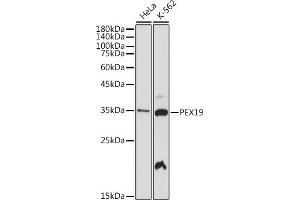 Western blot analysis of extracts of various cell lines, using PEX19 antibody (ABIN7269247) at 1:1000 dilution. (PEX19 anticorps)