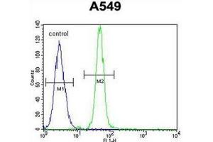 Flow cytometric analysis of A549 cells using Heme oxygenase 1 / HMOX1 Antibody (Center) Cat. (HMOX1 anticorps  (Middle Region))