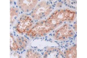 Used in DAB staining on fromalin fixed paraffin- embedded Kidney tissue (GRIK2 anticorps  (AA 286-561))
