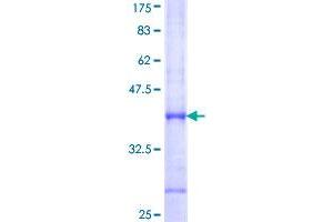 Image no. 1 for phosphodiesterase 7A (PDE7A) (AA 18-117) protein (GST tag) (ABIN1314482)
