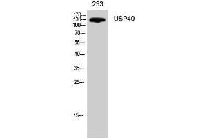Western Blotting (WB) image for anti-Ubiquitin Specific Peptidase 40 (USP40) (Internal Region) antibody (ABIN3187434) (USP40 anticorps  (Internal Region))