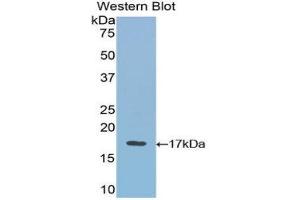 Western Blotting (WB) image for anti-Vascular Endothelial Growth Factor B (VEGFB) (AA 21-137) antibody (ABIN1078651) (VEGFB anticorps  (AA 21-137))