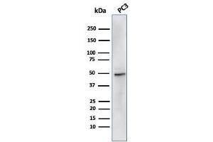 Western Blot Analysis of PC3 cell lysate using ODC-1 Recombinant Mouse Monoclonal Antibody (rODC1/485).