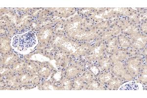 Detection of WNT4 in Human Kidney Tissue using Monoclonal Antibody to Wingless Type MMTV Integration Site Family, Member 4 (WNT4)