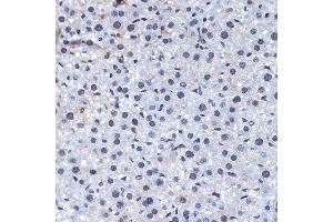 Immunohistochemistry of paraffin-embedded mouse liver using CDC40 Rabbit mAb (ABIN7266255) at dilution of 1:100 (40x lens).