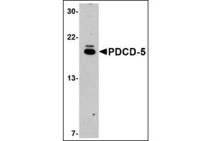 Western blot analysis of PDCD5 in EL4 cell lysate with this product at 1μg/ml. (PDCD5 anticorps  (C-Term))