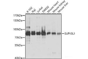 Western blot analysis of extracts of various cell lines using SUPV3L1 Polyclonal Antibody at dilution of 1:1000.