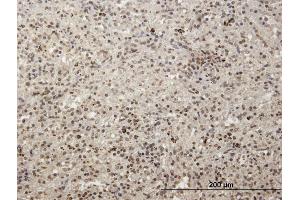 Immunoperoxidase of purified MaxPab antibody to MCRS1 on formalin-fixed paraffin-embedded human spleen.