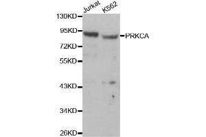 Western blot analysis of extracts of Jurkat and K562 cells, using PRKCA antibody. (PKC alpha anticorps  (C-Term))