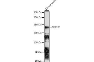 Western blot analysis of extracts of mouse brain, using PLXNB3 antibody (ABIN7269425) at 1:1000 dilution. (Plexin B3 anticorps  (AA 1050-1250))