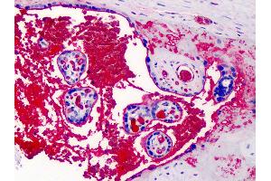 Anti-A2M / Alpha-2-Macroglobulin antibody IHC of human placenta.