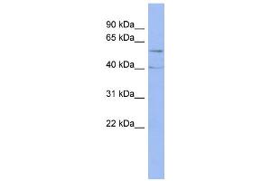 WB Suggested Anti-PPP2R5C Antibody Titration: 0. (PPP2R5C anticorps  (Middle Region))