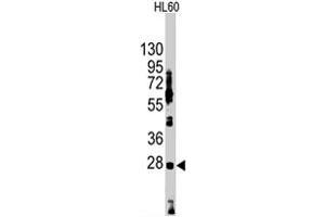 Western blot analysis of HES1 polyclonal antibody  in HL-60 cell lysate (35 ug/lane). (HES1 anticorps  (N-Term))