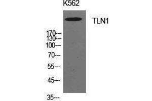Western Blotting (WB) image for anti-Talin 1 (TLN1) (Internal Region) antibody (ABIN3181429)