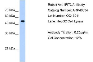 IFIT3 antibody used at 0. (IFIT3 anticorps  (N-Term))