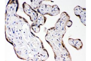 Anti- COMT Picoband antibody, IHC(P) IHC(P): Human Placenta Tissue