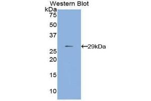 Western Blotting (WB) image for anti-Matrix Metallopeptidase 24 (Membrane-inserted) (MMP24) (AA 429-642) antibody (ABIN1859852) (MMP24 anticorps  (AA 429-642))