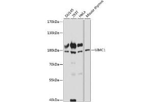 Western blot analysis of extracts of various cell lines, using UIMC1 antibody (ABIN7271136) at 1:3000 dilution. (UIMC1 anticorps  (AA 449-719))