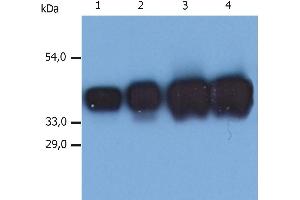 Western Blotting analysis (reducing conditions) of whole cell lysate of MCF-7 human breast adenocarcinoma cell line.