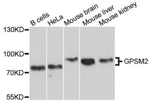 Western blot analysis of extracts of various cell lines, using GPSM2 antibody. (GPSM2 anticorps  (AA 380-490))