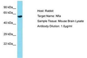 Image no. 1 for anti-Nuclear Factor I/A (NFIA) (AA 201-250) antibody (ABIN6750238) (NFIA anticorps  (AA 201-250))