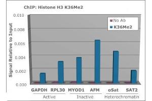 Chromatin Immunoprecipitation of Rabbit Anti-Histone H3 [Dimethyl Lys36] Antibody.