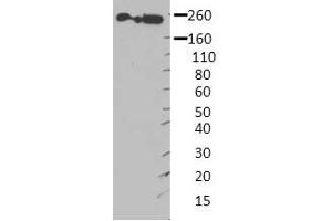 MYH9 antibody - middle region  validated by WB using Hek 293 Whole Cell Lysate at 1:4,000. (Myosin 9 anticorps  (Middle Region))