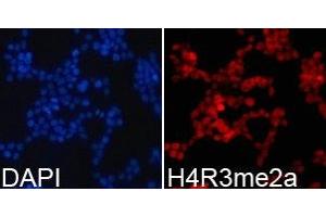 Immunofluorescence analysis of 293T cell using H4R3me2a antibody. (Histone 3 anticorps  (2meArg3 (asymetric)))