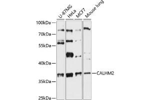 Western blot analysis of extracts of various cell lines, using C antibody (ABIN6131487, ABIN6137870, ABIN6137871 and ABIN6216831) at 1:3000 dilution. (CALHM2 anticorps  (AA 1-323))