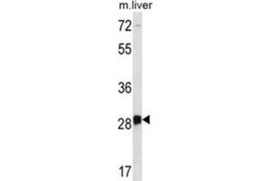 Western Blotting (WB) image for anti-Dorsal Root Ganglia Homeobox (DRGX) antibody (ABIN2996749) (DRGX anticorps)