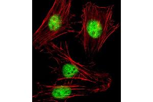 Immunofluorescent analysis of 4 % paraformaldehyde-fixed, 0. (SNW1 anticorps  (AA 464-497))