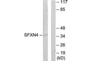 Western blot analysis of extracts from HuvEc cells, using SFXN4 Antibody.