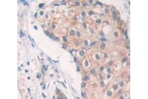 IHC-P analysis of Human Tissue, with DAB staining. (C1QTNF9 anticorps  (AA 20-333))