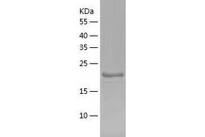 Western Blotting (WB) image for Interferon, gamma-Inducible Protein 30 (IFI30) (AA 58-232) protein (His-IF2DI Tag) (ABIN7123508)